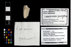 Foto (Objekt + Etikett) von Laeviprosopon ? grandicentrum (Schweitzer & Feldmann, 2008)  (NHMW-GEO-2014-0194-0977)